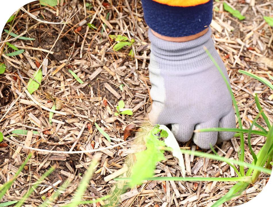 Artopia - Particuliers - entretien espaces verts paysagiste jardinier