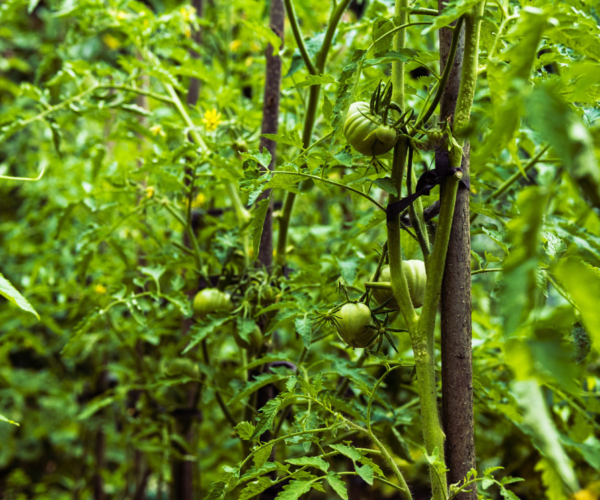 Artopia - Particuliers - entretien potager - paysagiste jardinier service à la personne