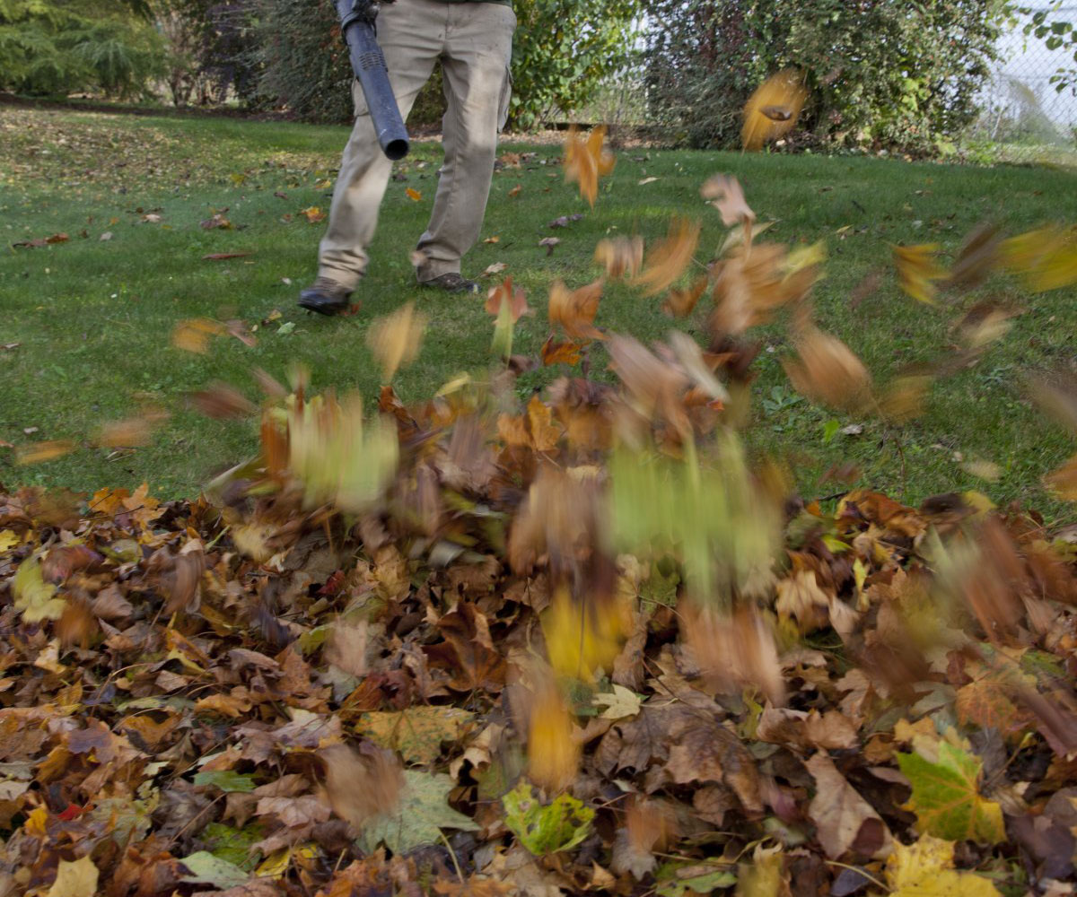 Artopia - Particuliers - Ramassage de feuilles paysagiste jardinier service à la personne