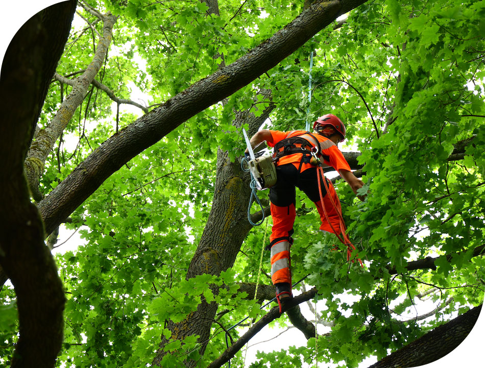 Artopia entreprises et collectivités élagage domaine des Crayères Reims