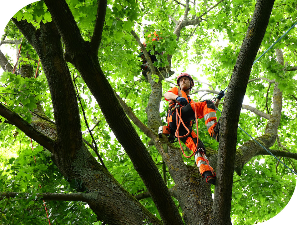 Artopia entreprises et collectivités élagage domaine des Crayères Reims